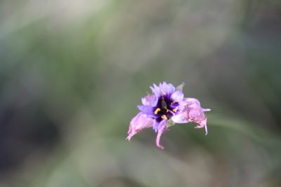Catananche caerulea, photographed by Coulonges Philippe