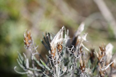 Staehelina dubia, photographed by Coulonges Philippe