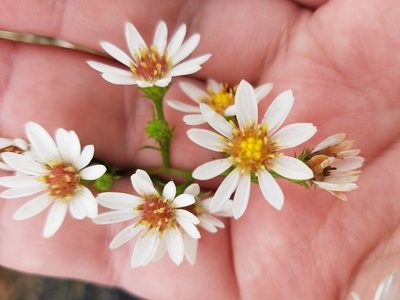 Symphyotrichum pilosum, photographed by Leila Dasher