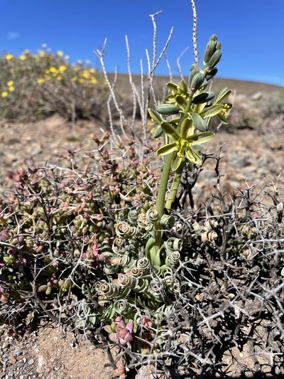 Coilonox concordianum, photographed by Matt Berger