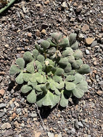 Oxalis melanosticta, photographed by Matt Berger