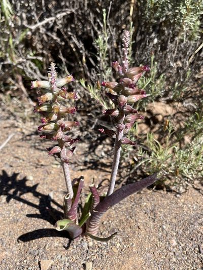 Lachenalia obscura, photographed by Matt Berger