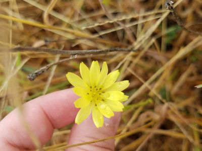Pyrrhopappus carolinianus, photographed by Leila Dasher