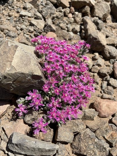 Ruschia laxipetala, photographed by Matt Berger