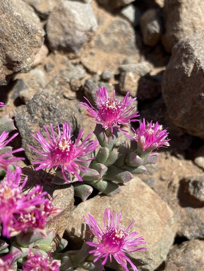 Ruschia laxipetala, photographed by Matt Berger