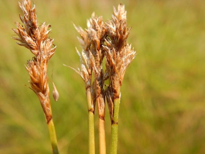 Carex integra, photographed by Matt Lavin