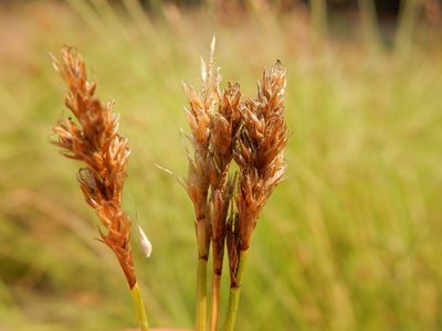 Carex integra, photographed by Matt Lavin