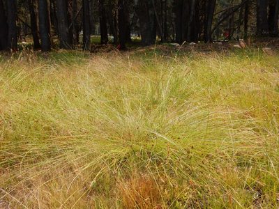 Carex integra, photographed by Matt Lavin