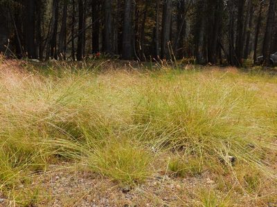Carex integra, photographed by Matt Lavin