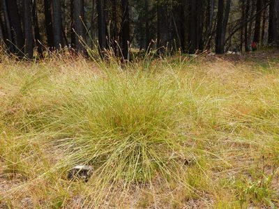 Carex integra, photographed by Matt Lavin