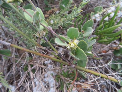 Cynanchum africanum, photographed by linkie
