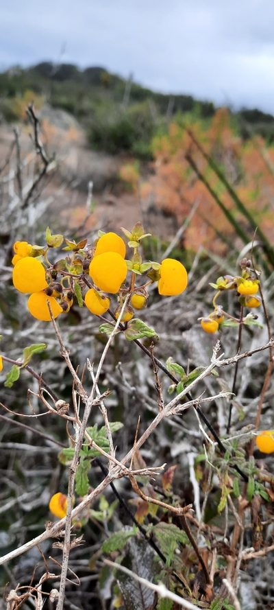 Calceolaria ascendens, photographed by Orlando Fuenzalida