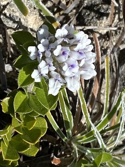 Psoralea sabulosa, photographed by Christina