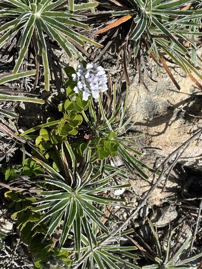 Psoralea sabulosa, photographed by Christina