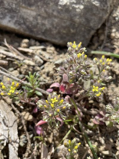Alyssum minutum, photographed by Matt Berger