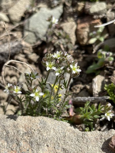 Heliophila pubescens, photographed by Matt Berger