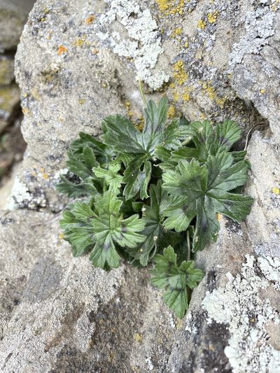 Pelargonium articulatum, photographed by Matt Berger