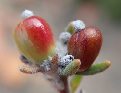 Phylica karroica, photographed by Nicola van Berkel