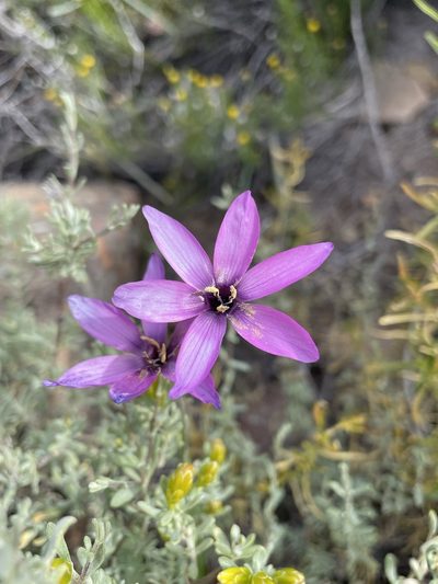 Geissorhiza cantharophila, photographed by Matt Berger