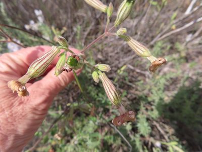 Silene undulata, photographed by linkie