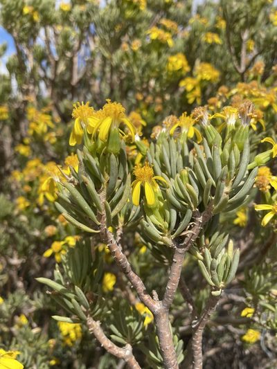 Senecio cotyledonis, photographed by Matt Berger