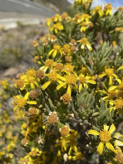 Senecio cotyledonis, photographed by Matt Berger