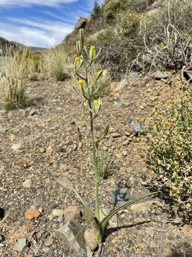 Albuca glandulosa, photographed by Matt Berger