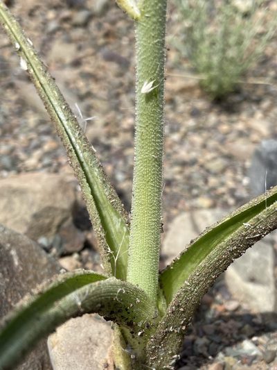 Albuca glandulosa, photographed by Matt Berger