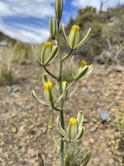 Albuca glandulosa, photographed by Matt Berger
