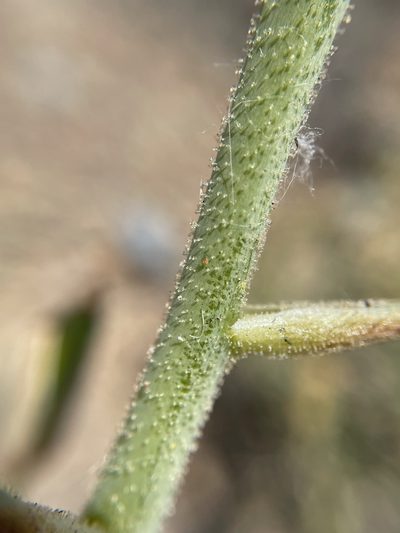 Albuca glandulosa, photographed by Matt Berger