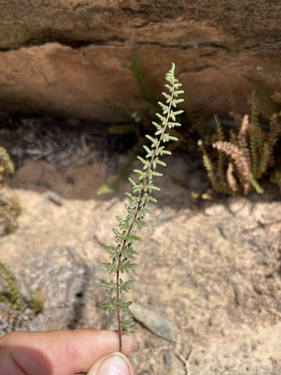 Anthonya depauperata, photographed by Matt Berger