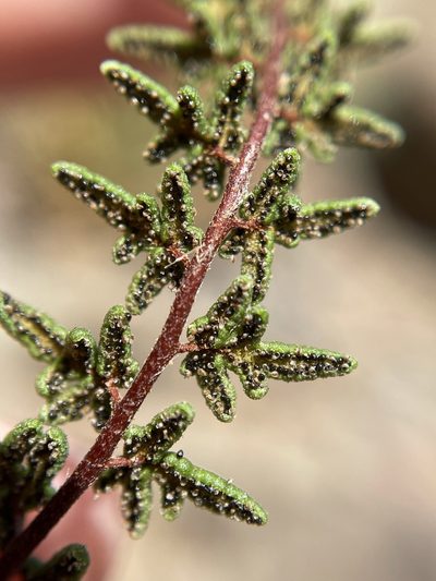 Anthonya depauperata, photographed by Matt Berger