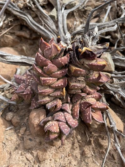 Astroloba bullulata, photographed by Matt Berger