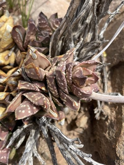 Astroloba bullulata, photographed by Matt Berger