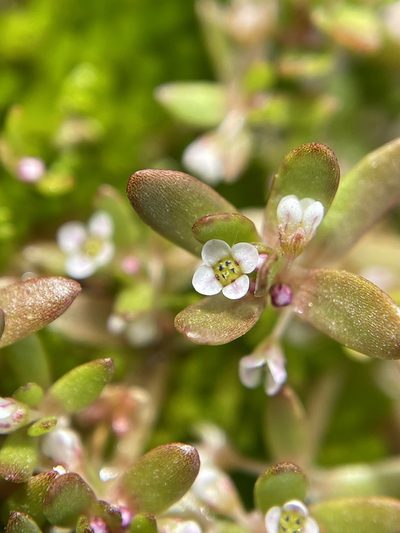 Crassula natans, photographed by Matt Berger