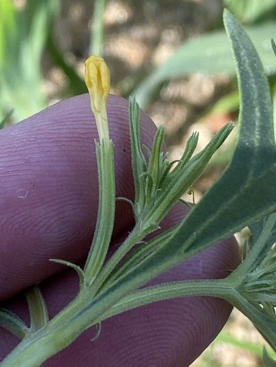 Chascanum pinnatifidum, photographed by Dave U