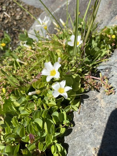 Oxalis dregei, photographed by Matt Berger