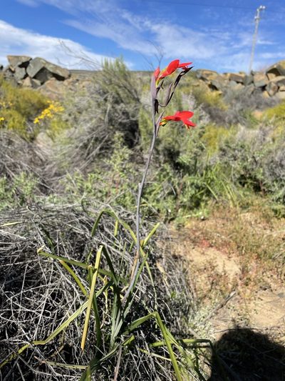 Gladiolus splendens, photographed by Matt Berger