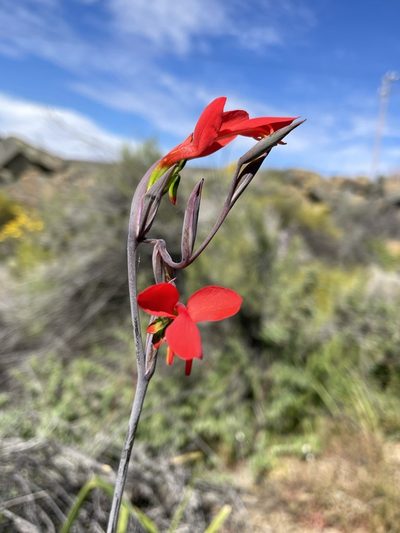 Gladiolus splendens, photographed by Matt Berger