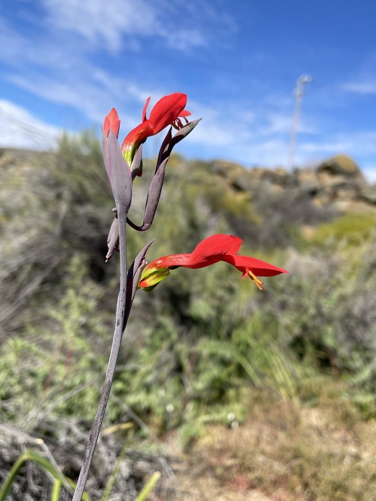 Gladiolus splendens, photographed by Matt Berger