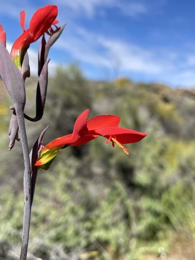 Gladiolus splendens, photographed by Matt Berger