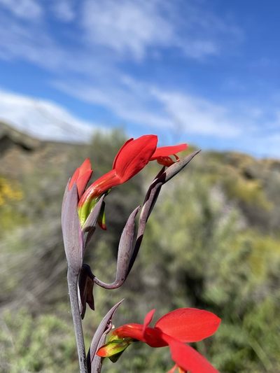 Gladiolus splendens, photographed by Matt Berger