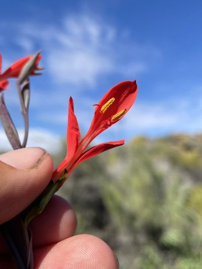 Gladiolus splendens, photographed by Matt Berger