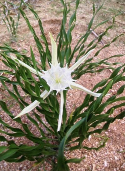 Pancratium tenuifolium, photographed by Dave U