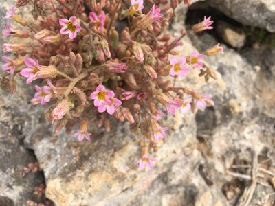 Sedum mucizonia, photographed by Dodly