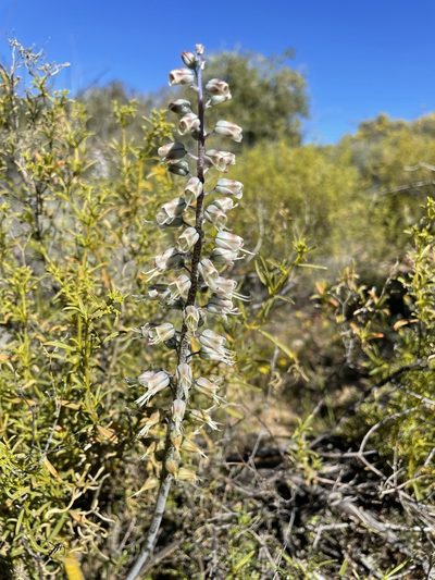 Lachenalia whitehillensis, photographed by Matt Berger