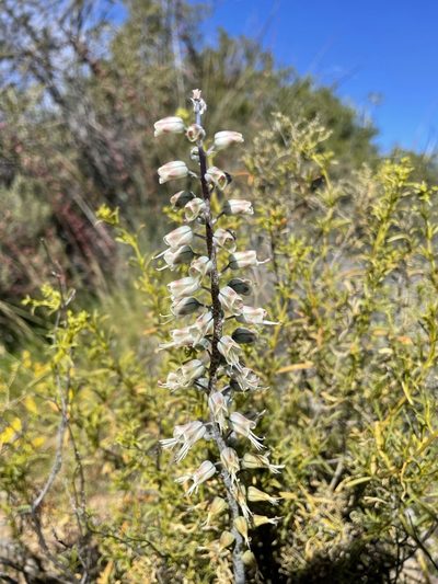 Lachenalia whitehillensis, photographed by Matt Berger
