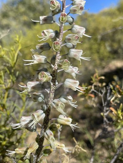 Lachenalia whitehillensis, photographed by Matt Berger