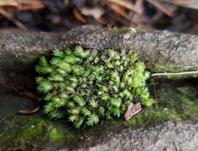 Fissidens bryoides, photographed by Helen Waterman