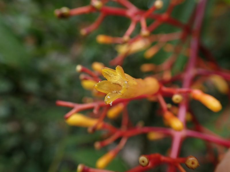 Palicourea thyrsiflora, photographed by Skjold Søndergaard